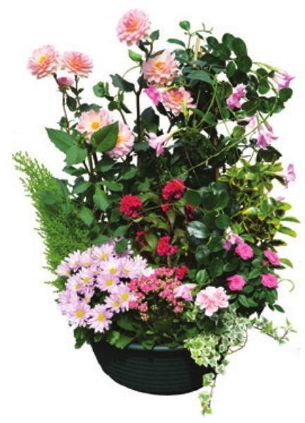 Plantes & coupes de plantes
